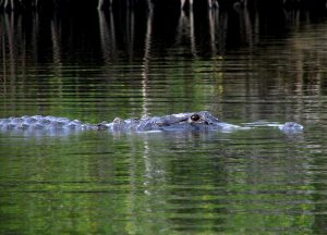 Alligator   Johnathan Dickinson State Park