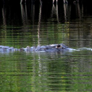 Alligator   Johnathan Dickinson State Park