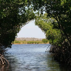 everglades 73423 1920